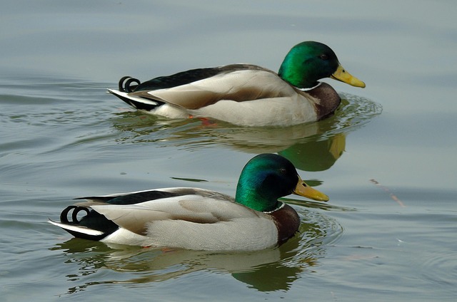 Krydsord for begyndere: En guide til at komme godt fra start